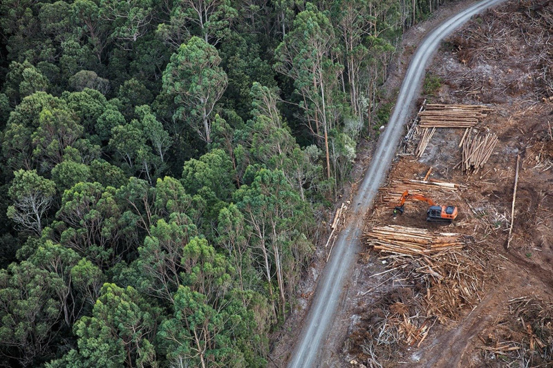 вырубка лесов